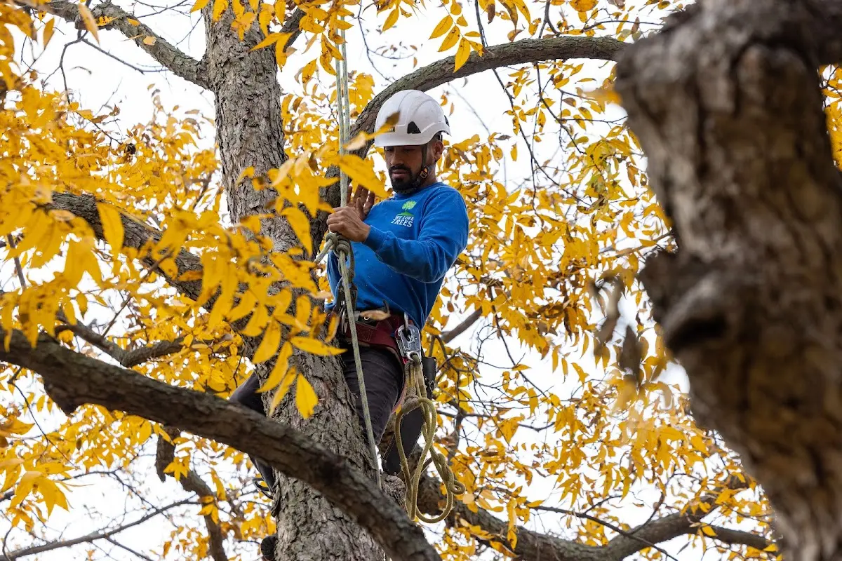 Skilled Tree Planing crew working in Hope Mills